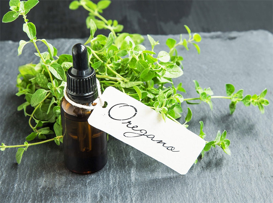 What is Oil of Oregano?
