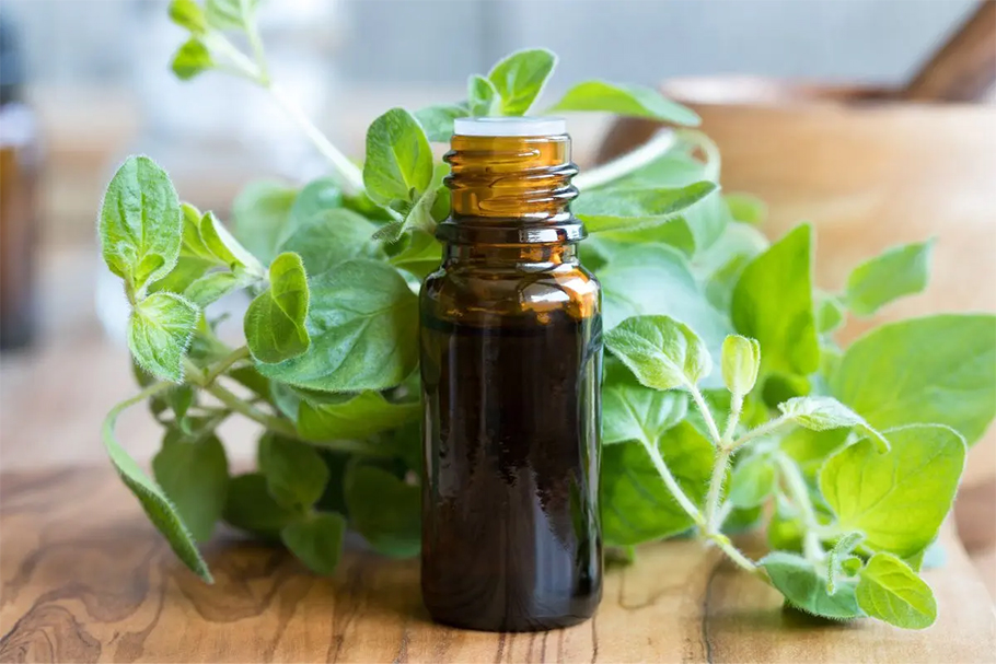 What is Oil of Oregano?