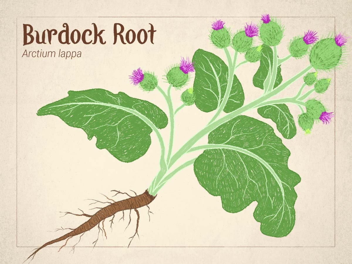 Frontier Co-op Organic Burdock Root Powder - additional view 1