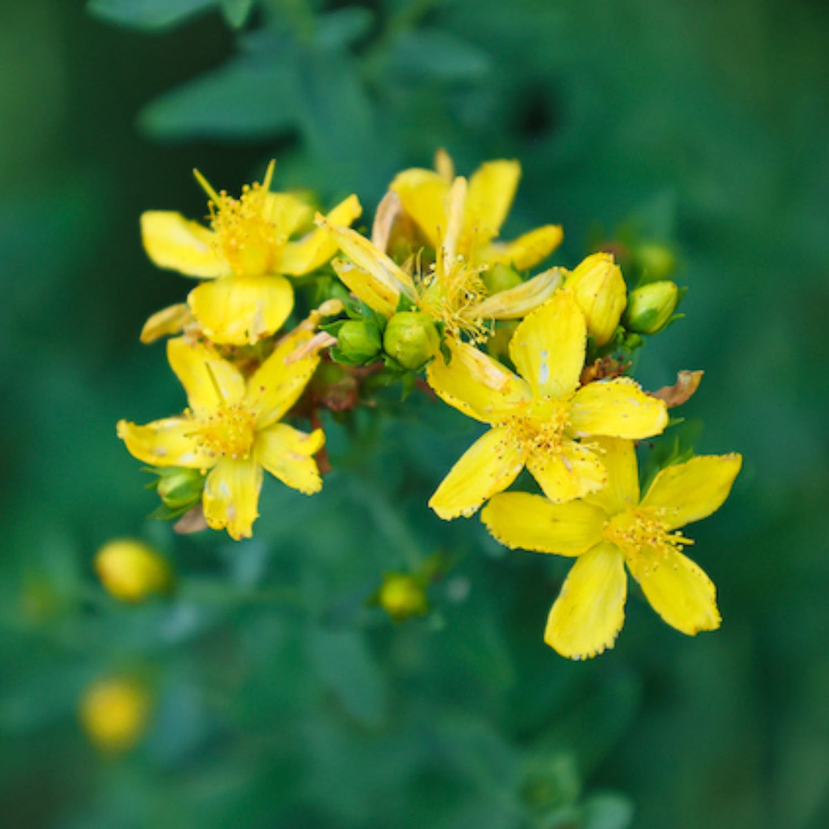 Herb Pharm St. John's Wort Oil, External Use - additional view 1